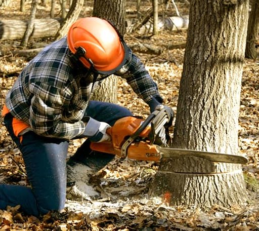 Tree Removal in Monte Rio, CA